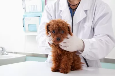 cabinet veterinar harsova constanta