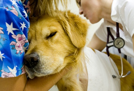 Veterinar non-stop