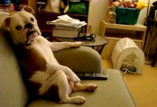 Un buldog haios