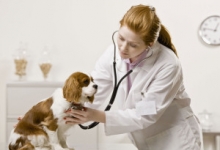 Medicina Veterinara in Romania