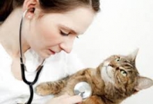 Cum aleg medicul veterinar