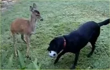 Caine vs Caprioara