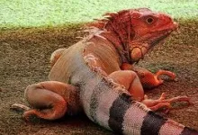 Elemente de baza in ingrijirea iguanei