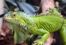 Habitatul iguanei
