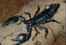 Ce trebuie sa stii inainte de adoptarea unui scorpion