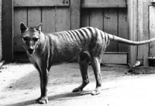 Lupul marsupial