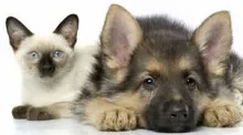 Veterinar