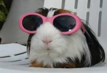 Top 10 animale amuzante