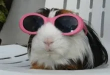 Top 10 animale amuzante