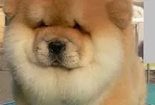 Chow Chow - ingrijire