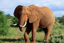 10 aspecte surprinzatoare despre inteligenta animalelor