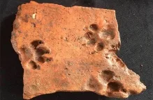 Au fost descoperite urme antice de labute de catel