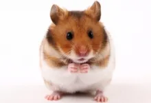 Boli la hamsteri