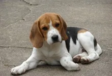 Beagle achizitionare si ingrijire
