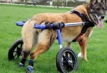 Fizioterapia veterinara la caini si pisici