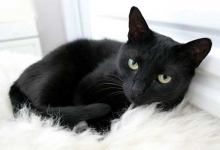 Superstitii despre Pisica neagra