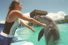 Inteligenta delfinilor