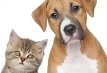 Interpretarea bolilor la animale