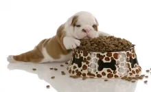 Alimentatia animalului de companie