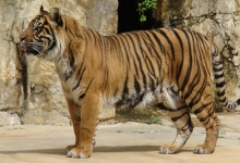 Tigrul caspian