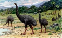 Pasarea Moa