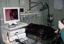 ENDOSCOPIA -  alternativă de diagnostic diferenţial în bolile gastro-intestinale