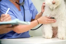Veterinar