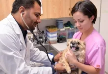 Veterinar online