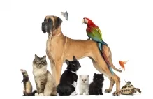 Animale domestice