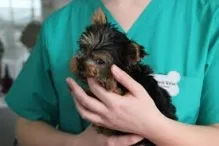 Medic veterinar