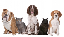 Veterinarul  Alexandria