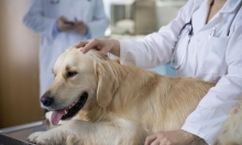 Veterinarul  Medgidia