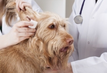 Veterinarul  Slanic Moldova