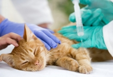 Veterinarul  Ramnicu Valcea