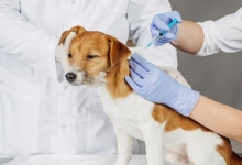Veterinarul  Constanta