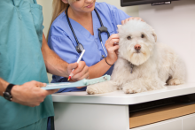 Veterinarul Cabinet Veterinar Medgidia