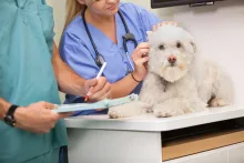 Veterinarul Cabinet Veterinar Medgidia