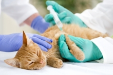 Veterinarul Cabinet Veterinar Medgidia