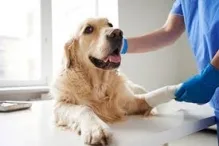 Veterinarul CABINET VETERINAR Lugoj