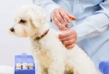 Veterinarul CABINET VETERINAR Lugoj