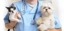 Veterinarul CABINET VETERINAR Lugoj