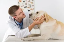Veterinarul CABINET VETERINAR Comanesti