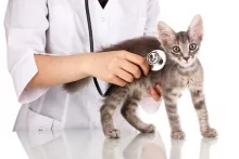 Veterinarul Cabinet Medical Veterinar Bucecea