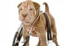 Veterinarul Cabinet Medical Veterinar Bucecea