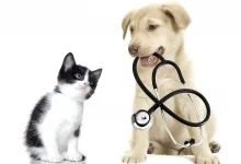 Veterinarul Cabinet Medical Veterinar Marghita