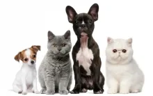 Veterinarul Cabinet Medical Veterinar Marghita