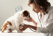 Veterinarul Cabinet Medical Veterinar Marghita
