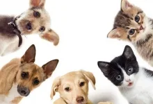 Veterinarul Cabinet Medical Veterinar Simleu Silvaniei