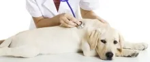 Veterinarul Cabinet Medical Veterinar Beius