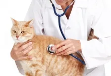 Veterinarul Cabinet Medical Veterinar Beius